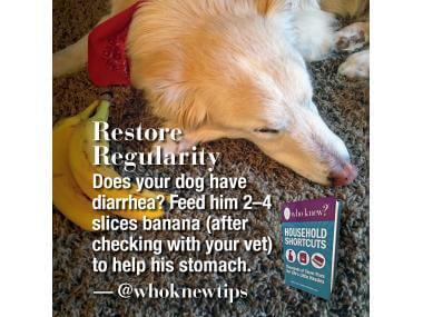 how to help puppy diarrhea dogs and tips how to help puppy diarrhea dogs and tips