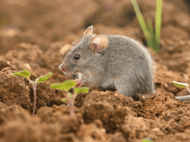 mouse in garden