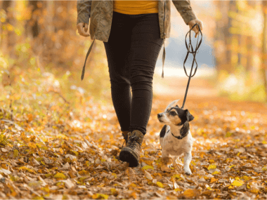 person walking a dog in autumn