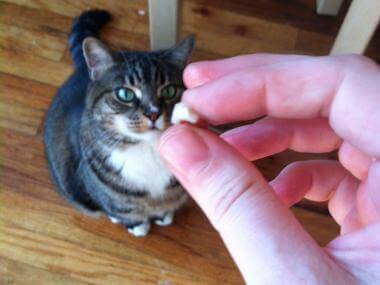 Butter up pills for cats