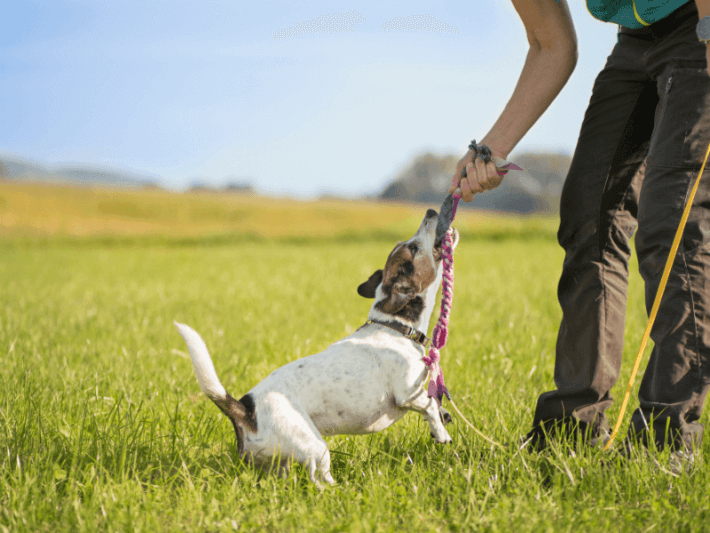 The Dog Trainer Playing Tug Of War With Your Dog Dog Trainer Quick And Dirty Tips