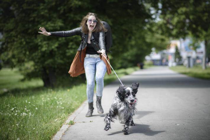 how to teach your dog to walk on a leash without pulling