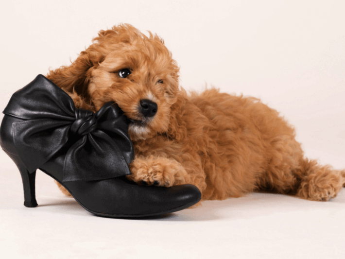 dog biting shoes