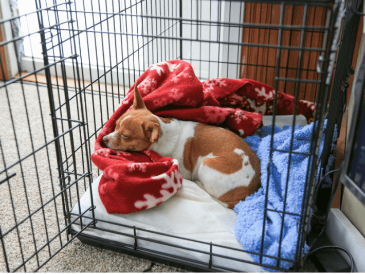 how to leave dog out of crate