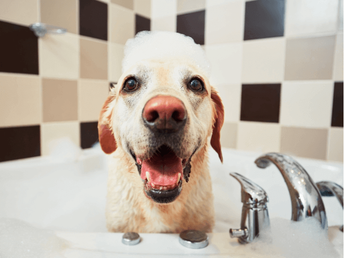 bathe your own dog