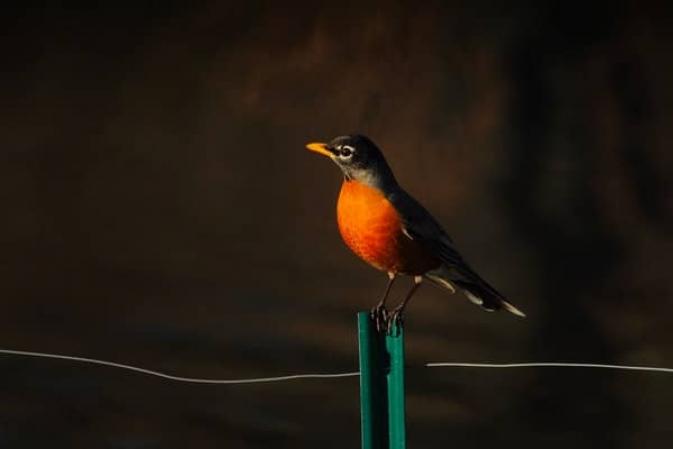 American robin