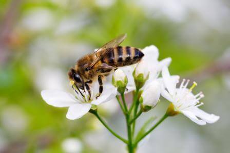 HowtoDealwithBeesandWasps