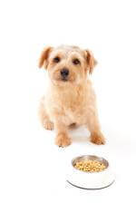 Mealtime Manners for Dogs