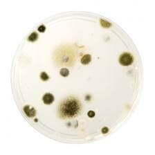 Mold and Your Health