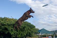 Dock Diving