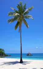 Palm Tree on Tropical Beach