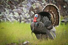 Wild Turkey