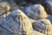 Limpets on the seashore