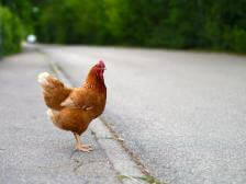 Chicken Crossing Road