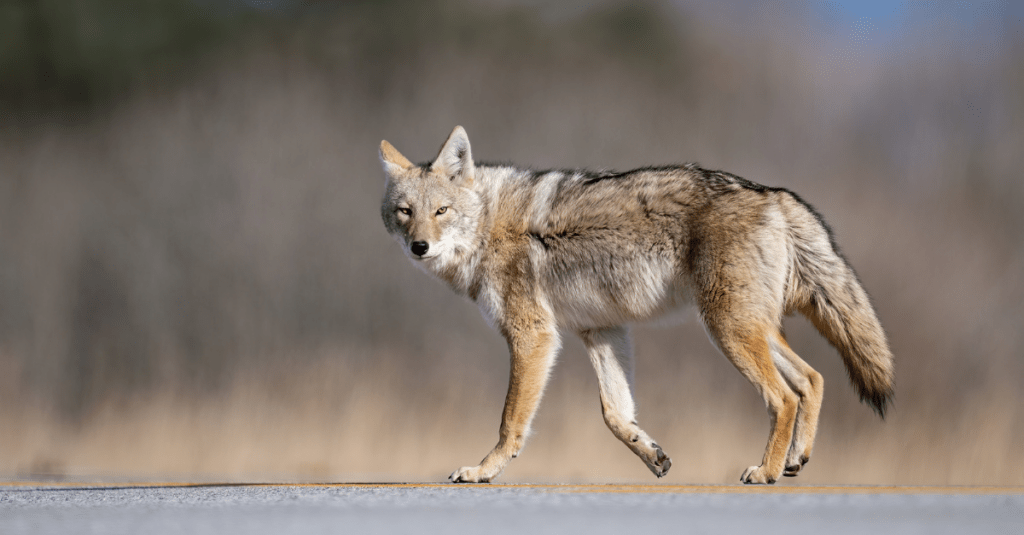 How to Pronounce ‘Coyote’ - Quick and Dirty Tips