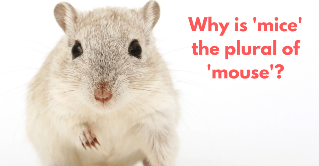 what-is-the-plural-of-mouse-quick-and-dirty-tips