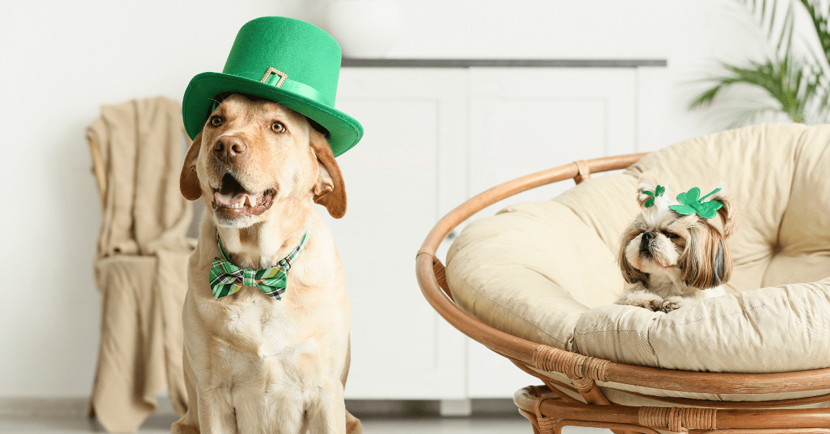 18 Words To Learn For St. Patrick's Day