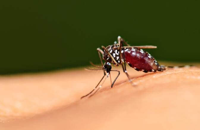 What To Eat To Avoid Mosquito Bites