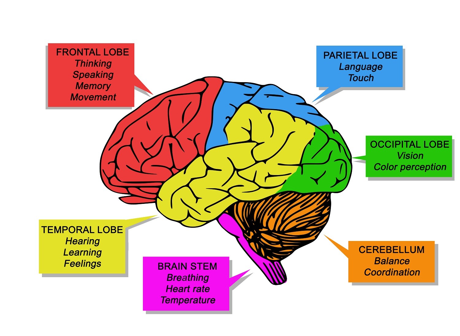 Brain Functions 