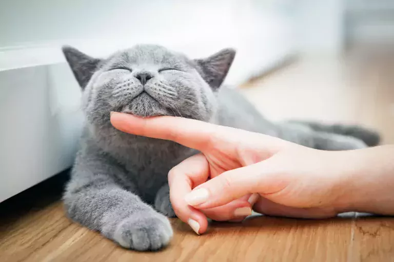 7 Tips for a Healthy and Happy Cat   and Owner - 66